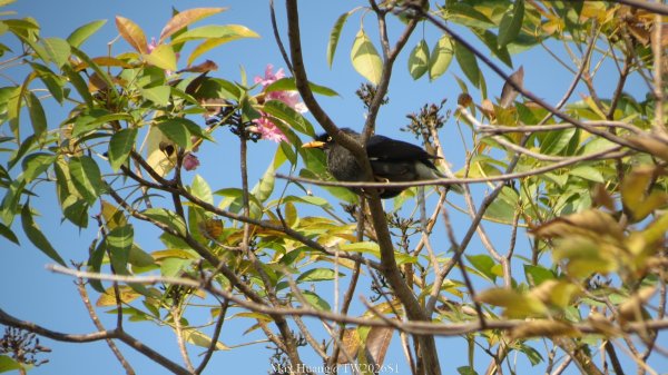 《台中》粉紅浪漫｜潮洋環保公園河岸步道202602-033022470