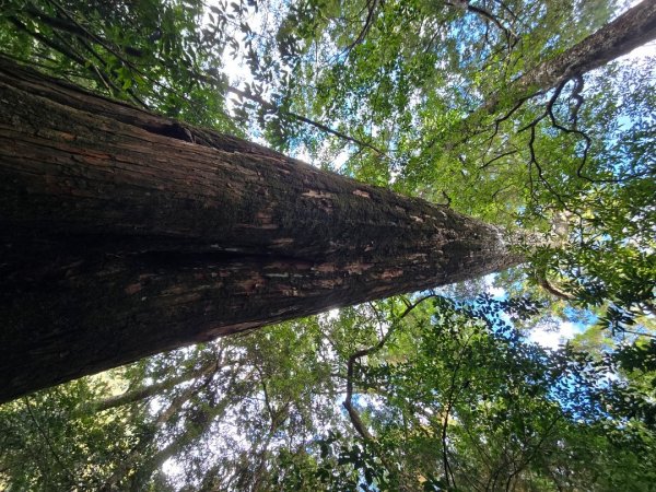 大雪山國家森林遊樂區賞楓／看神木／賞雪白山頭／賞大景2974301
