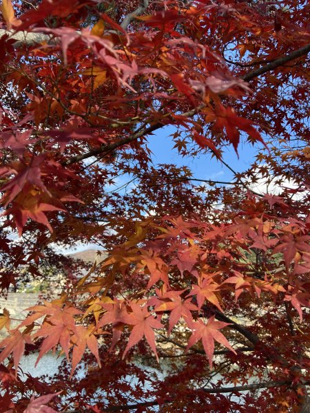 楓之絆----京都大阪賞楓2967330