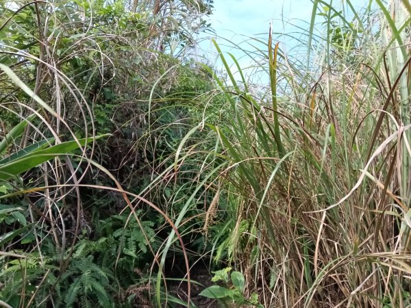 貢寮區新厝山+澳底尖(火炎山)+美艷山+金沙灣2989685