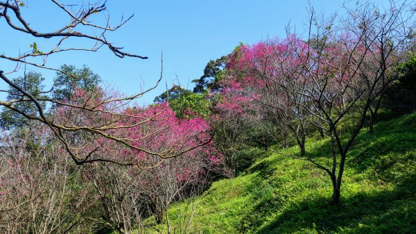 《踏莎行・貓空魯冰花》2710650