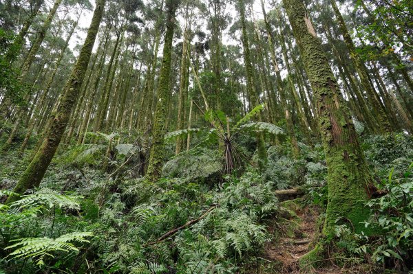新北 烏來 大桶山、火燒樟山2728777
