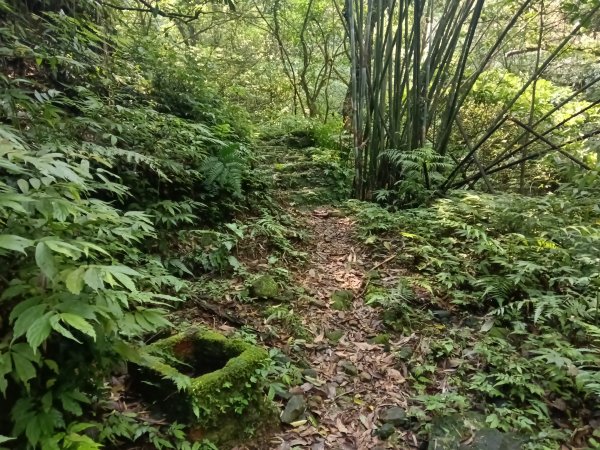 平溪區大華車站-乾坑古道石龜將軍-平湖西步道-番子坑山-平湖大厝-十分車站3037266