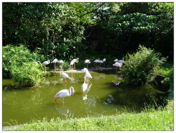 台北市動物園之旅1498032