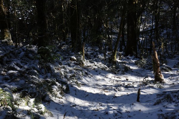 【塔曼山】雪季的糖霜白雪森林1236586