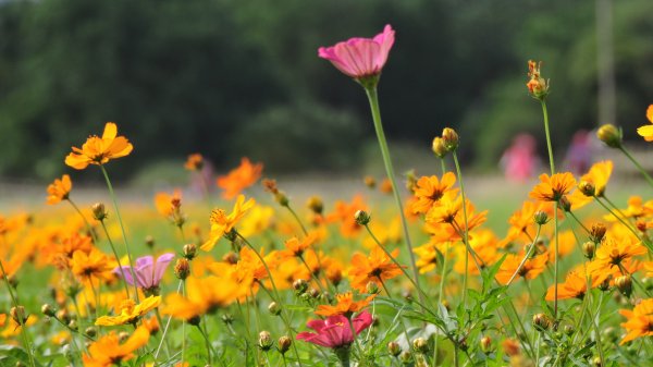 [縮時攝影雲山水]一個天龍國阿伯一台BuBu的日常VII