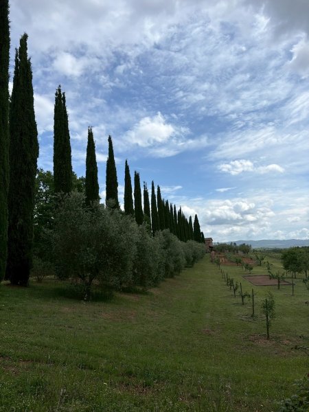 Via Francigena D3: monteriggioni-siena3072809