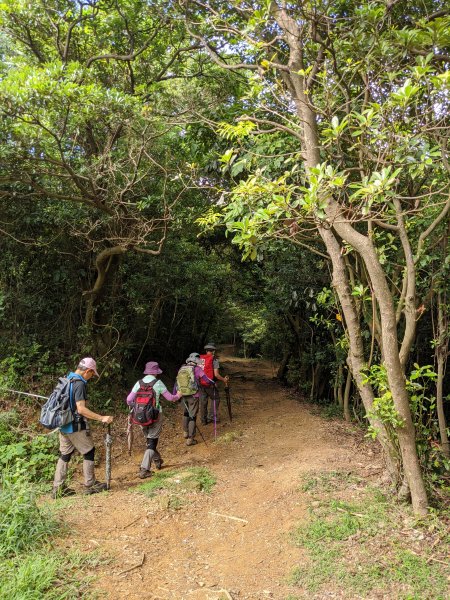 樹林到鶯歌(大同山青龍嶺大棟山鶯歌石)1083846