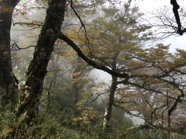 台灣山毛櫸步道、魔幻森林、翠峰湖、太平山2336423