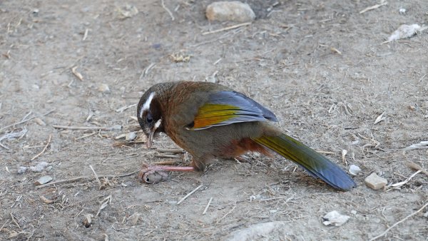 雪山黑森林直上甘木林山登雪主雪南過志佳陽下馬武霸兩日C型2758162