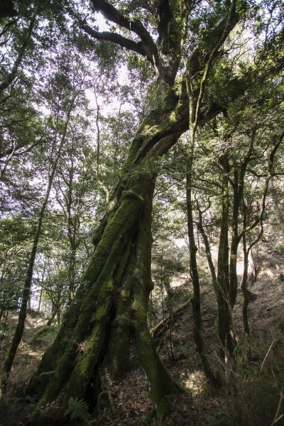 2023.03.11 馬崙山小O、新山遺址(馬崙山步道支線去、斯可巴步道返)2072681