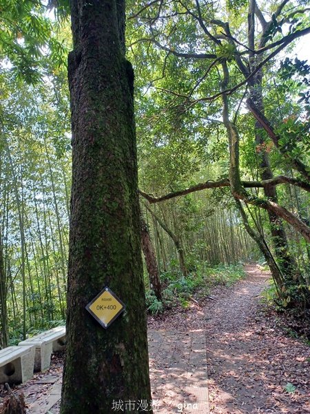 【苗栗大湖】步道多行走在舒適的綠蔭中。 No36小百岳~關刀山步道(出關古道關聖段)2528147