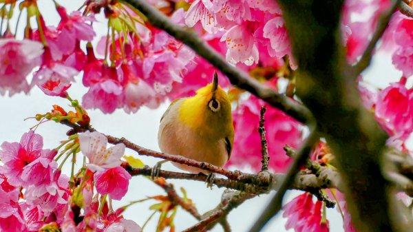 《青玉案・樂活櫻雲照水》2709175