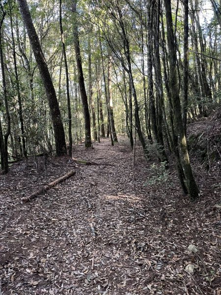 雪見大板根2959269