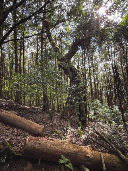 鳶嘴稍來步道賞楓季 ，大雪山門票優惠到12/31！2969556