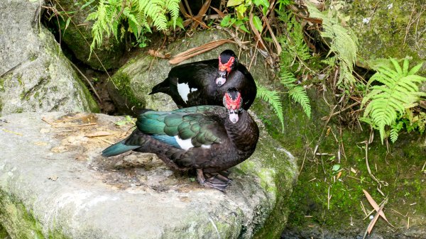白石湖沒有百合花。晶片關稅2781564