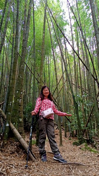 林相優美的臺中長壽山、肥崠山 - 鳶嘴西稜步道1357238