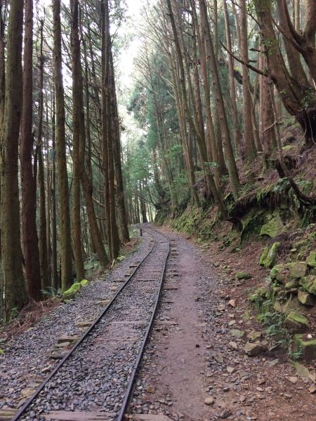 20180401-阿里山特富野古道301360