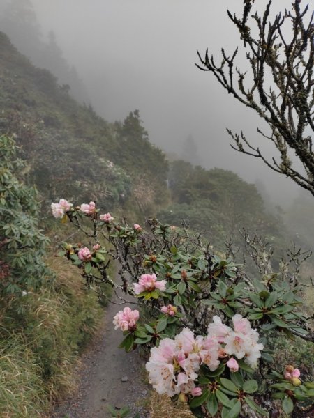 20230426 合歡東峰🌸🌸🌸 小奇萊2130864