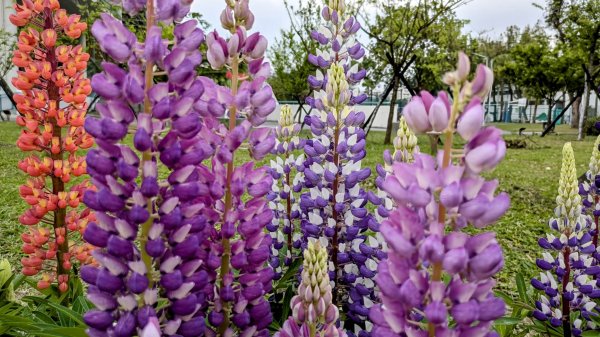 《西江月。魯冰花艷台大》2725794