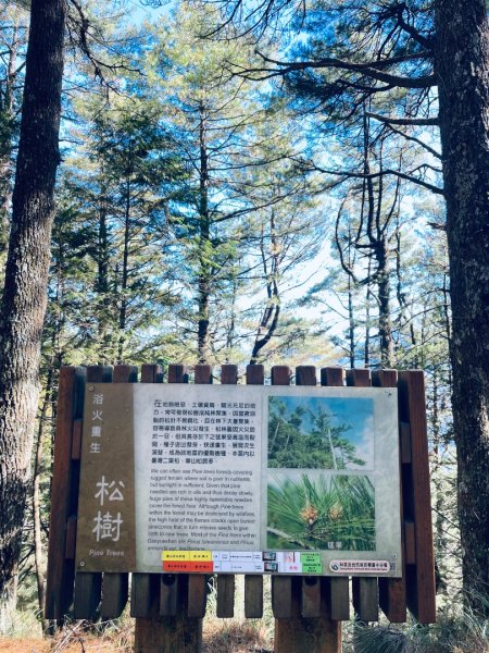 20241230 大雪山神木步道2745382