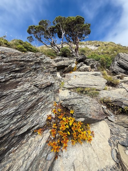 爬不膩的 合歡北峰2907040