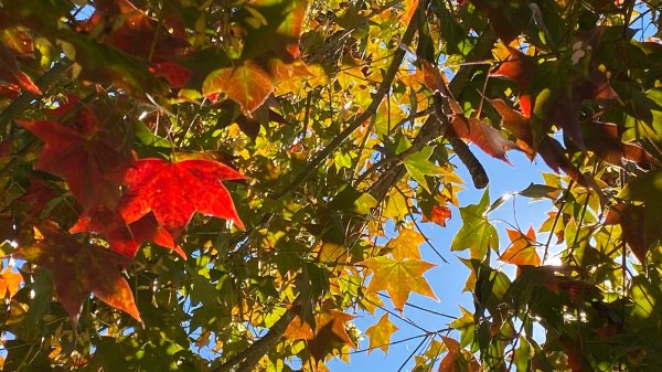 馬那邦山賞楓歡樂野餐/採草莓苗栗一日遊1217035