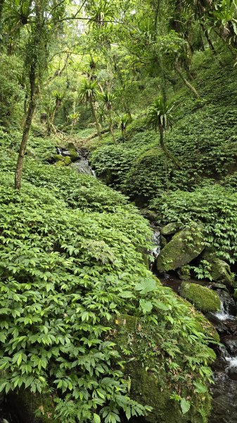 20260508 小百岳-宜蘭礁溪三角崙山(抹茶山)3050498