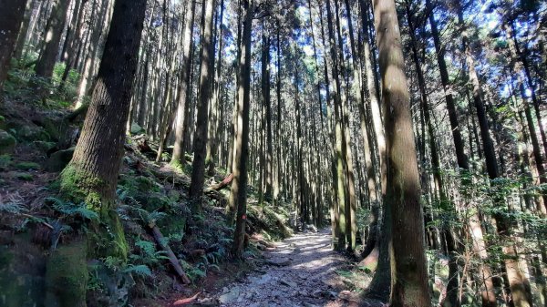 《台中》魔幻森林｜橫嶺山沙蓮山O型202104301367054