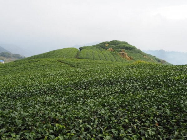 嘉義二延平步道觀雲瀑20181208478131