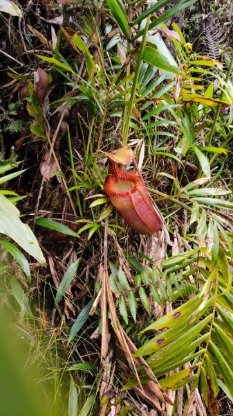 馬來西亞神山+鋼索探險2881709