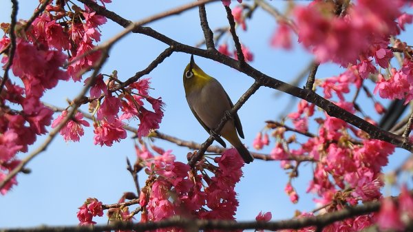 追花是簡單的快樂，賞花是恬淡的幸褔 2/112710552