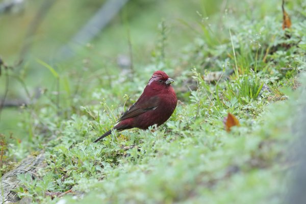 【新聞】農委會公告修正陸域保育類野生動物名錄 自108年1月9日生效 提醒民眾注意