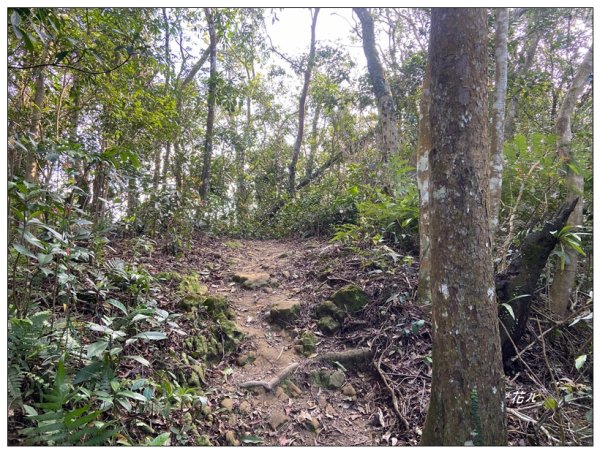 頭寮山、內湳溝山、牛角湳西南峰O型連走2738967