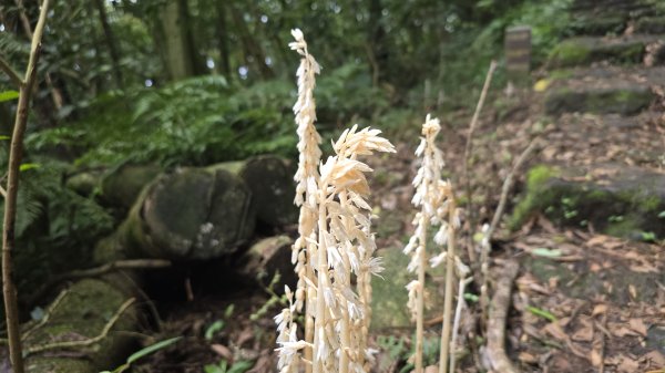 陽明山優質經典步道，興福寮古道，雲霧繚繞的向天池2815627