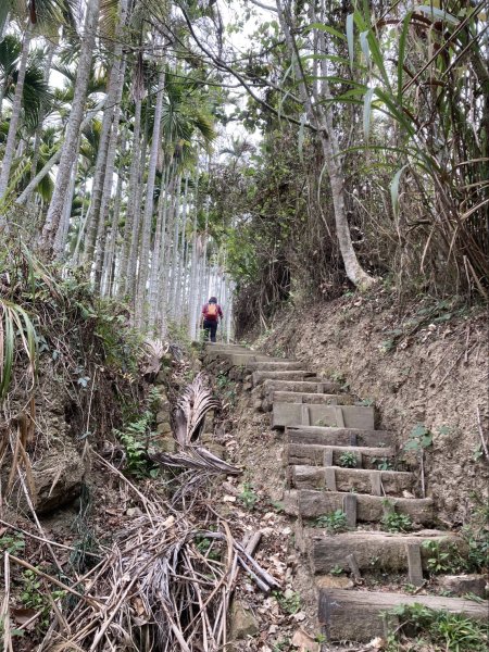 2024-3-9 樟腦寮車站上獨立山-大籠頂-下太平-走太紅公路-阿拔泉回2449898