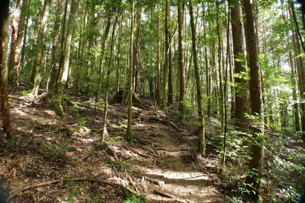 新竹 五峰 野馬瞰山2924668