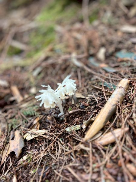 🌈4/13（日）（三）魔法森林-塔曼山~FB：熊熊趴爬走🌈2761299