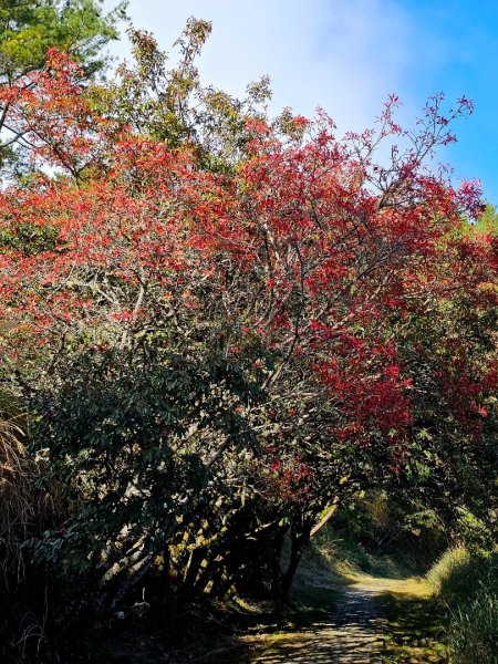 小雪山天池步道2962671