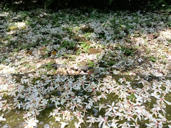 汐止區夢湖秘境桐花夢幻2773501