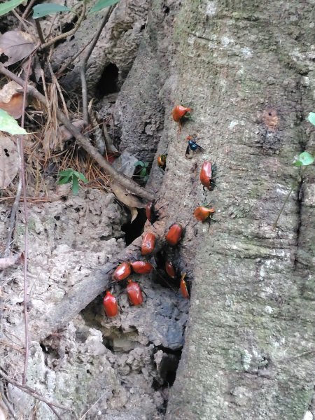 唐麻丹山 蝴蝶谷2918795