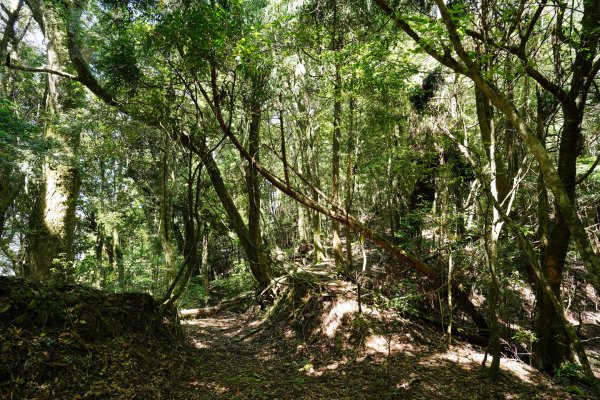 新竹 五峰 油羅山、霞山2798256