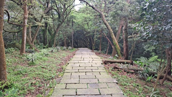 20240308汐止大尖山步道-四分尾山-耳空龜山2448606