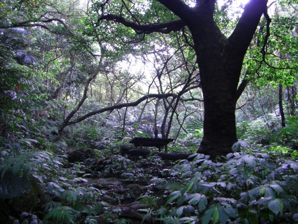 大溪_金面山200908141957752