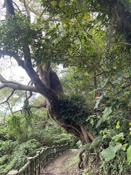 紗帽山半嶺水圳步道2650043