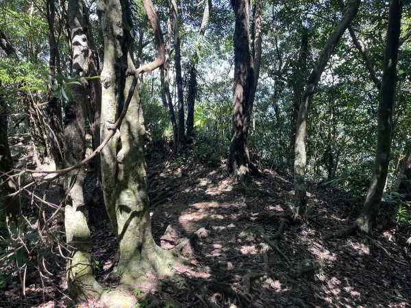 [微笑山線_第九段] 2025_0914 二格山系_天王峰2889535