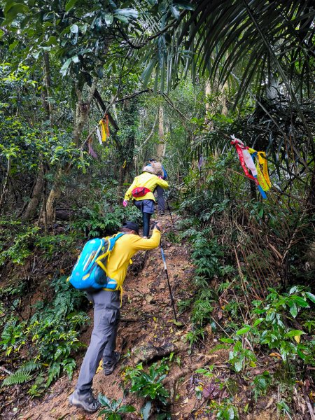 2025-03-08 汶水三山：金童山、汶水山、玉女山 連走2736507