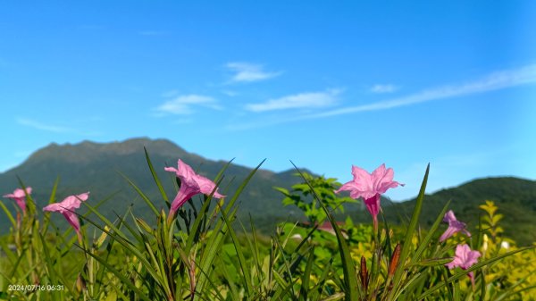 雲山水花鳥蝶 - 天龍國阿伯的日常7/162551890