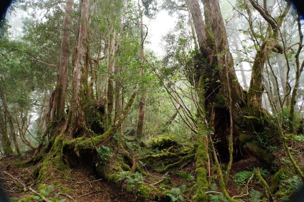 宜蘭 大同 見晴山2890640