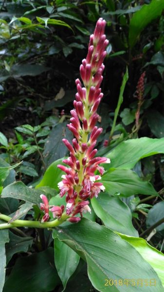 那結山(那是山，1520M-328338